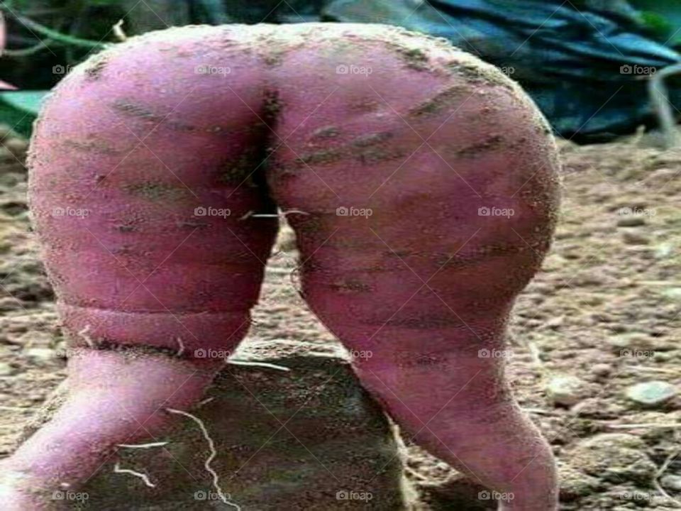 Sweet potato. What did your mind tell you at a glance, looking at the image? Well, it's nothing but sweet potato.