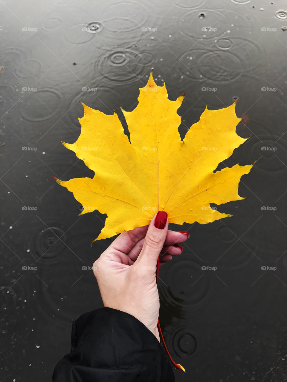 Female hand holding a wet yellow autumn leave in front of a puddle with drops of rain 