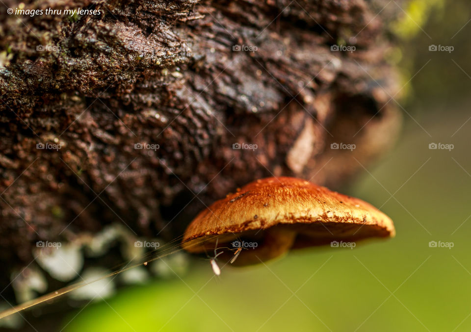 mushroom, mosquitoes and monsoon in macro