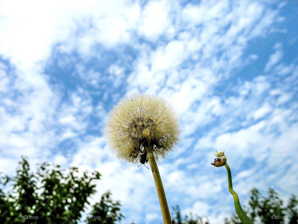 Dandelion at the background of cloudy blue sky.