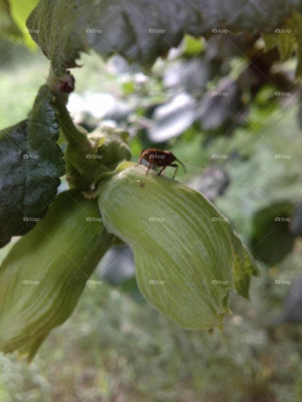 Hazel bug