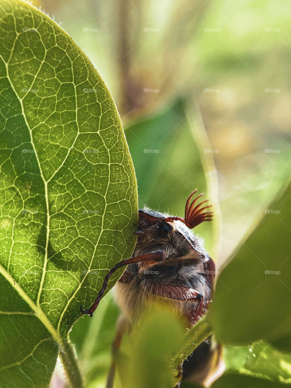 Bug play hide and seek in forest