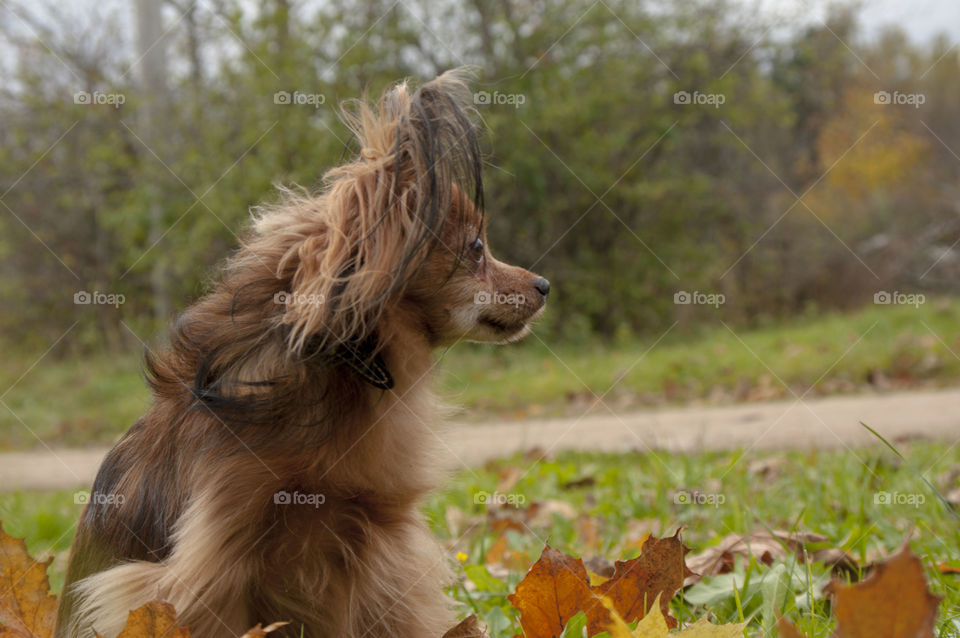 little brown sobaka.dlinnosherstny Toy Terrier