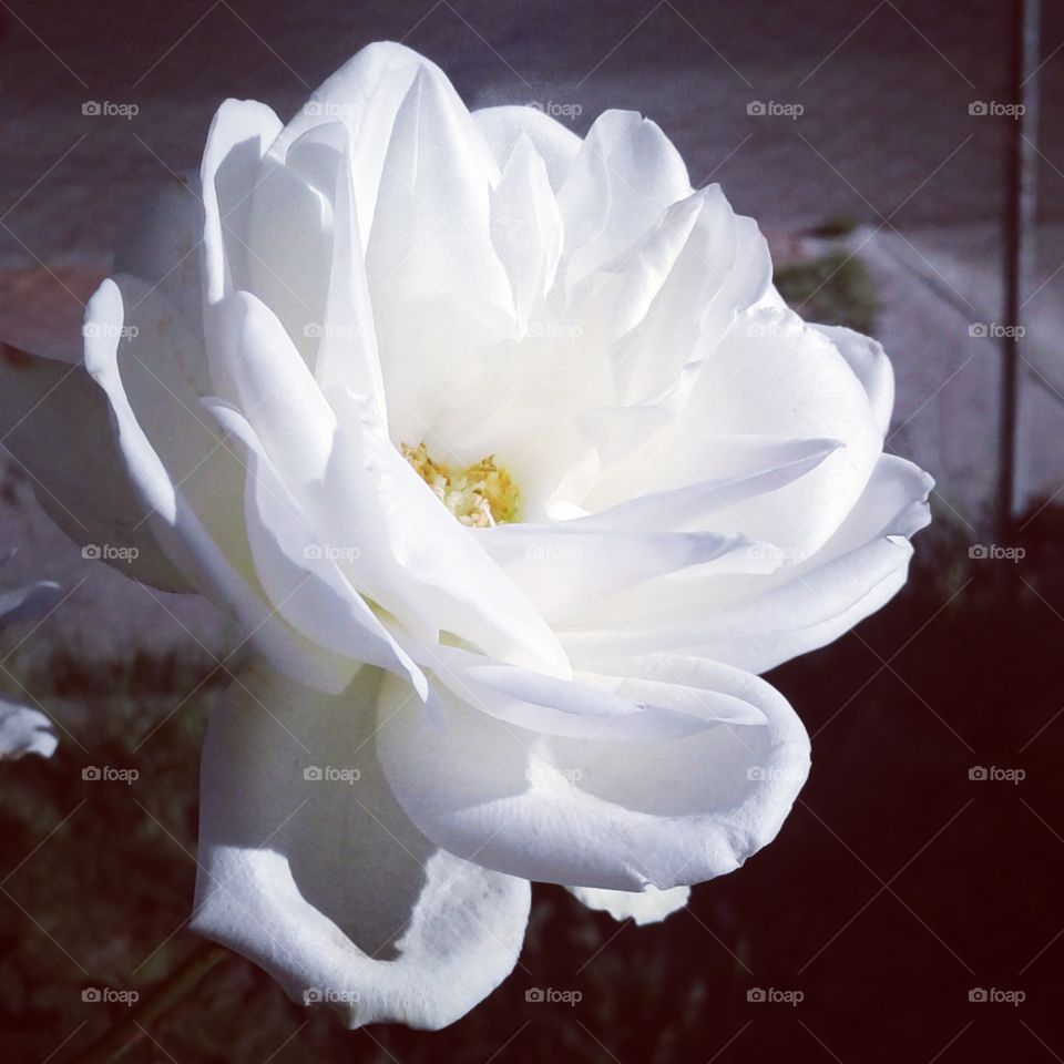 white rose