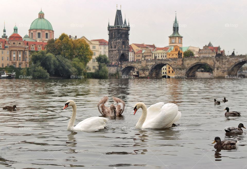 Swans on the background of the bridge in Prague