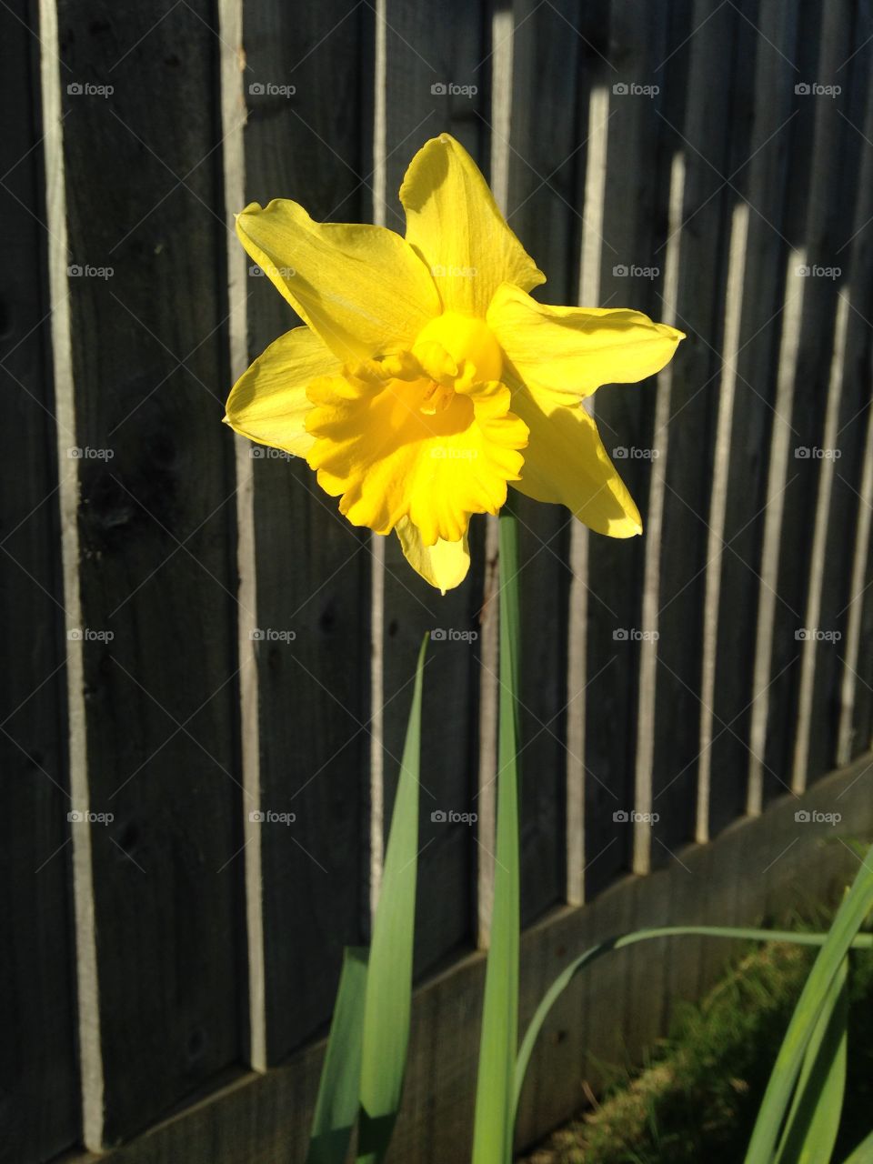 Daffy down dilly I spotted in next door's garden. I looked around no one in, so leaning over the low fence and I took a quick photo of this lovely daffodil