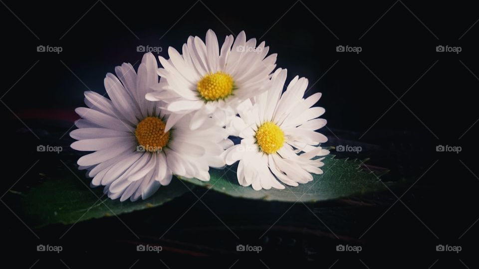 Daisies