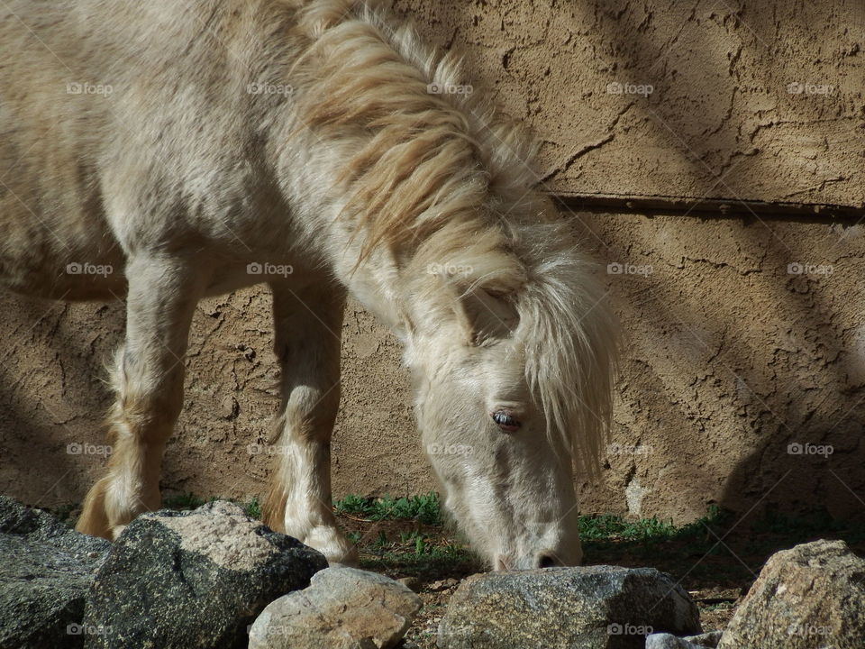 Tyrian Lanaster, our rescued mini horse.