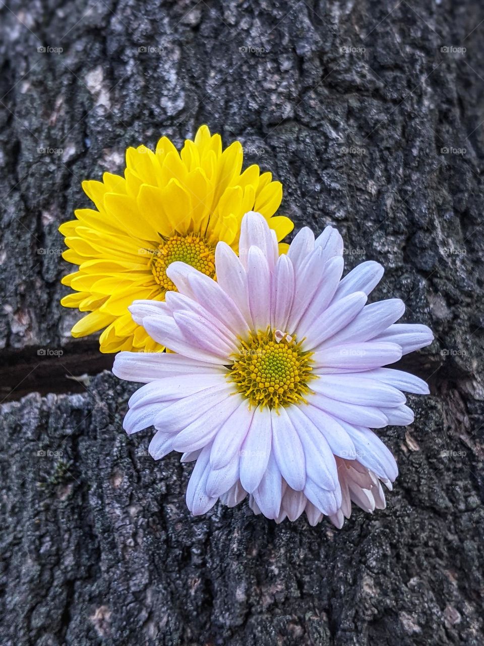 A white and yellow daisy