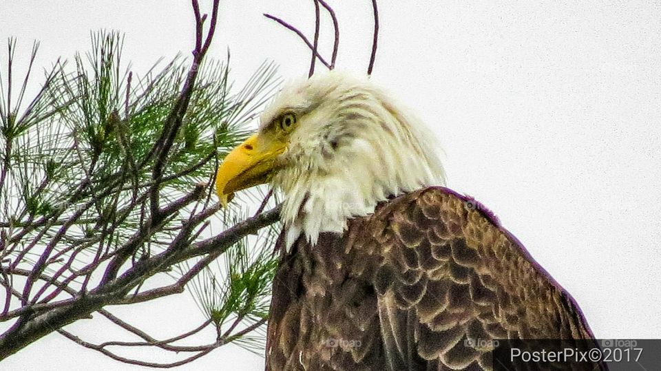 Majestic Bald Eagle
