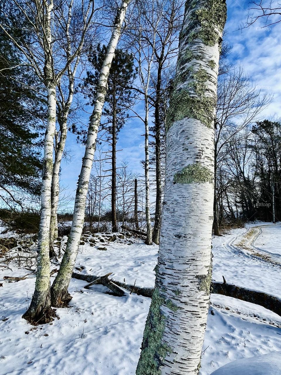 A stand of birches on a frosty, winter’s morning.