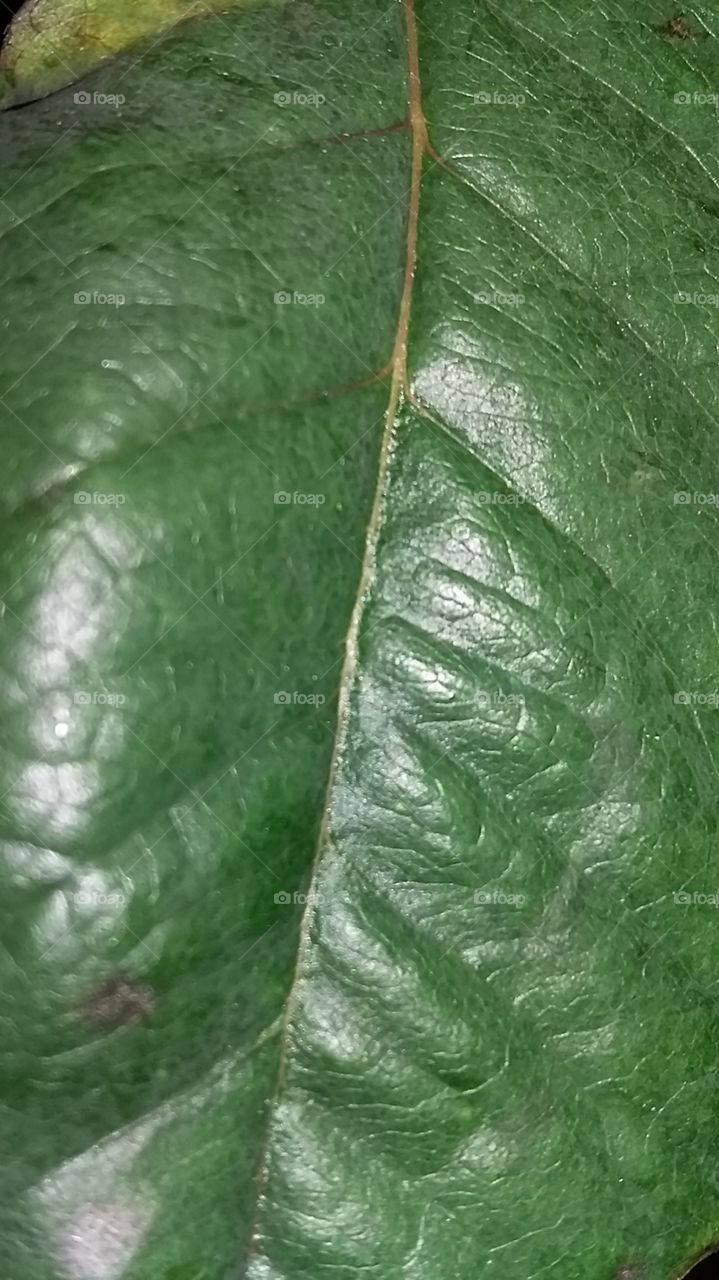 Leaf of Green Plant