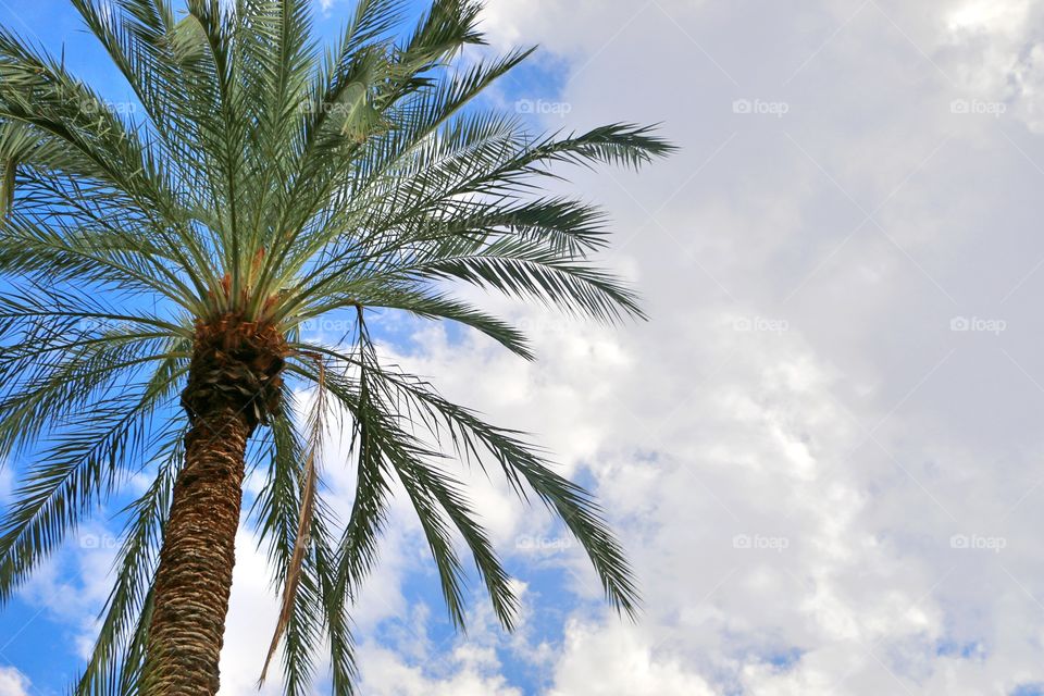 Palm tree and clouds