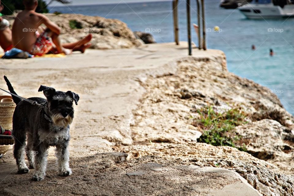 Little dog at the Beach.