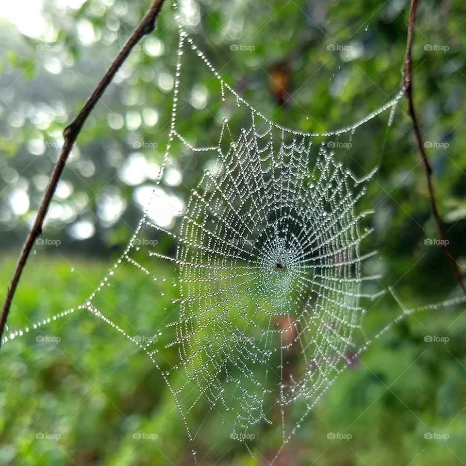 pearl dew drops on silky web. structure detail and pattern with soft morning light in countryside