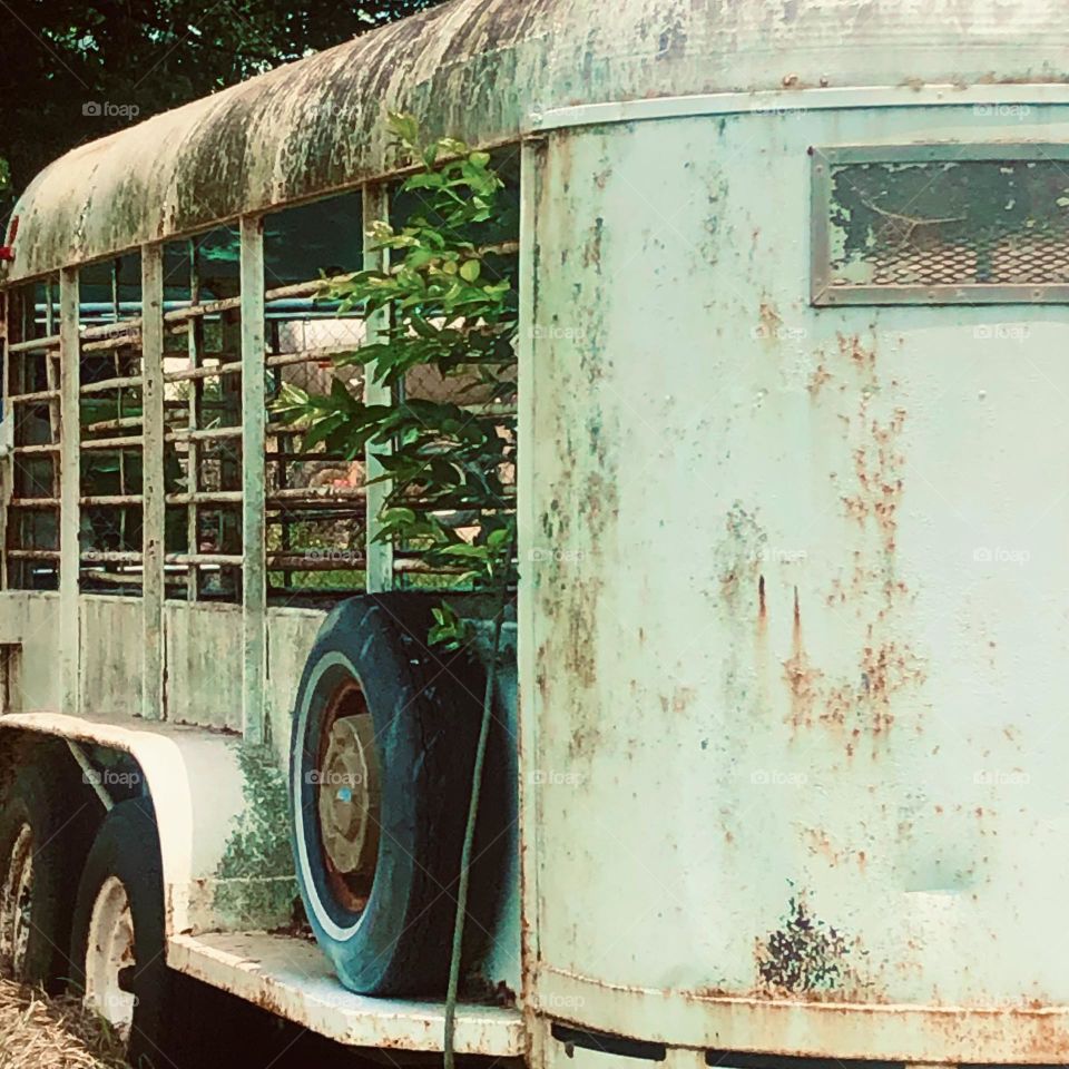 Old abandoned horse trailer with a small tree beginning to grow through it that I saw from a distance off the highway in Texas! 