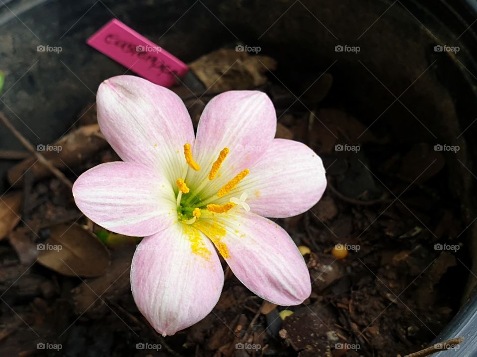 Flower, No Person, Nature, Leaf, Flora