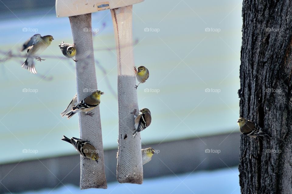 birds enjoy a snack