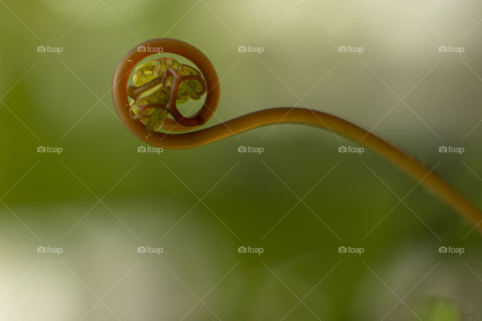 Leaf snail being born