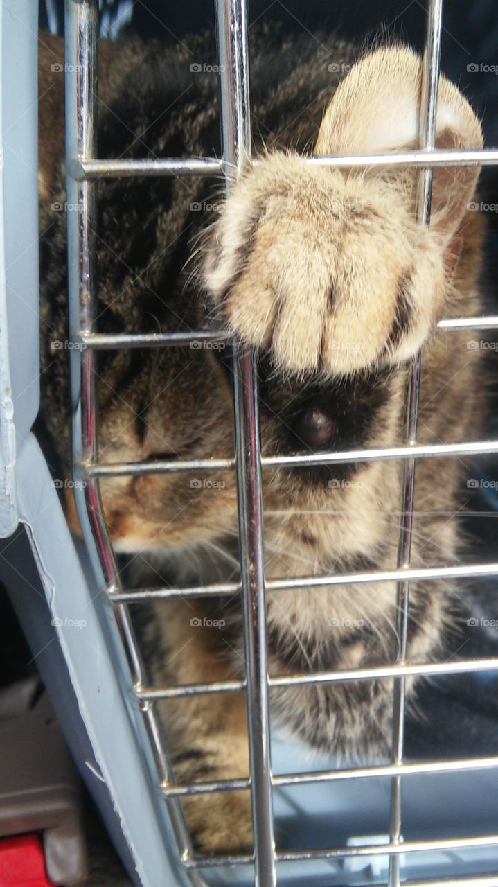 With no understood voice, this cage may as well be the only gesture that can express this feline's true emotion.