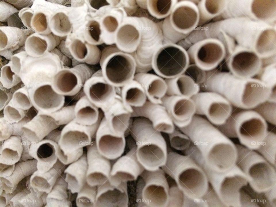 Close up of cluster of sea worm shells, long abandoned 