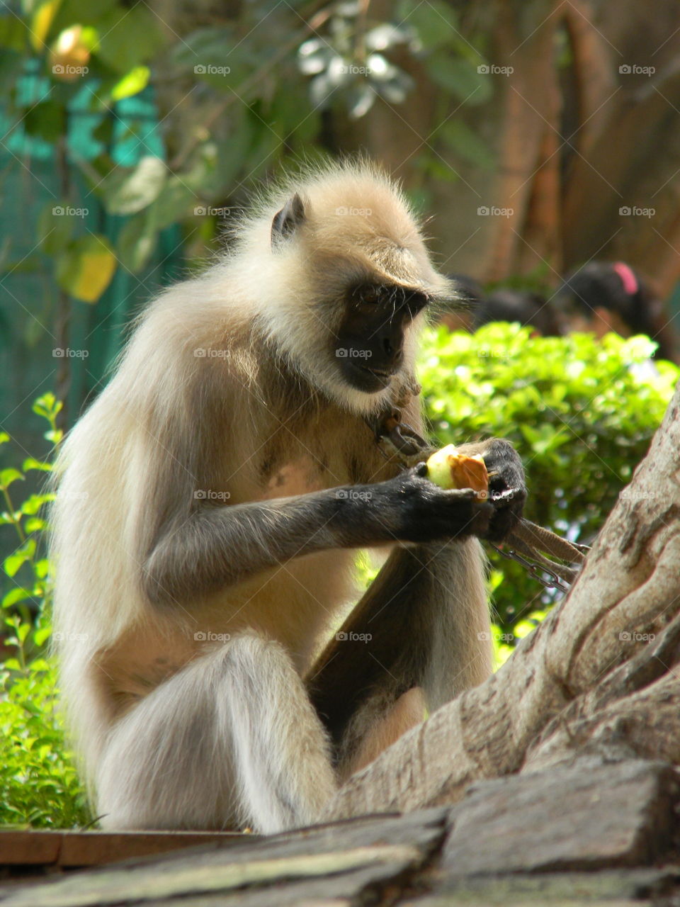 A very different species of Monkeys is captured by me commonly known as Langoor Bandar in India.📸 Seems like he is very choosy about the food.😋