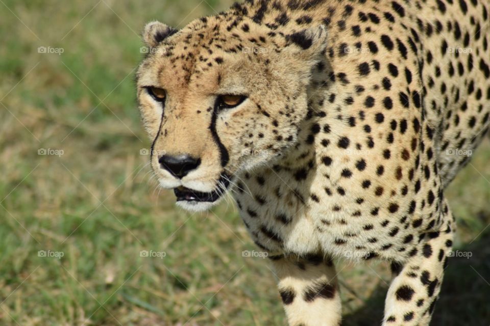 Cheetah Kenya South Africa Safari