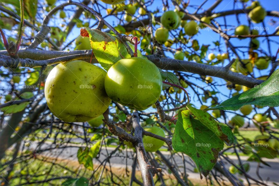 Apple Tree