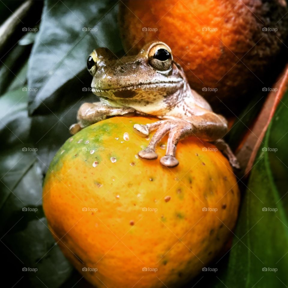 Frog in a tree
