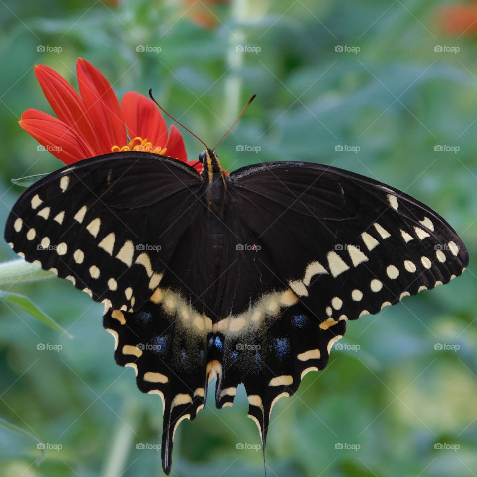 Marco photography: It's all about getting down and getting dirty. There is nothing more satisfying than to make a object such as an insect, rock, or flower into a Macro photograph!