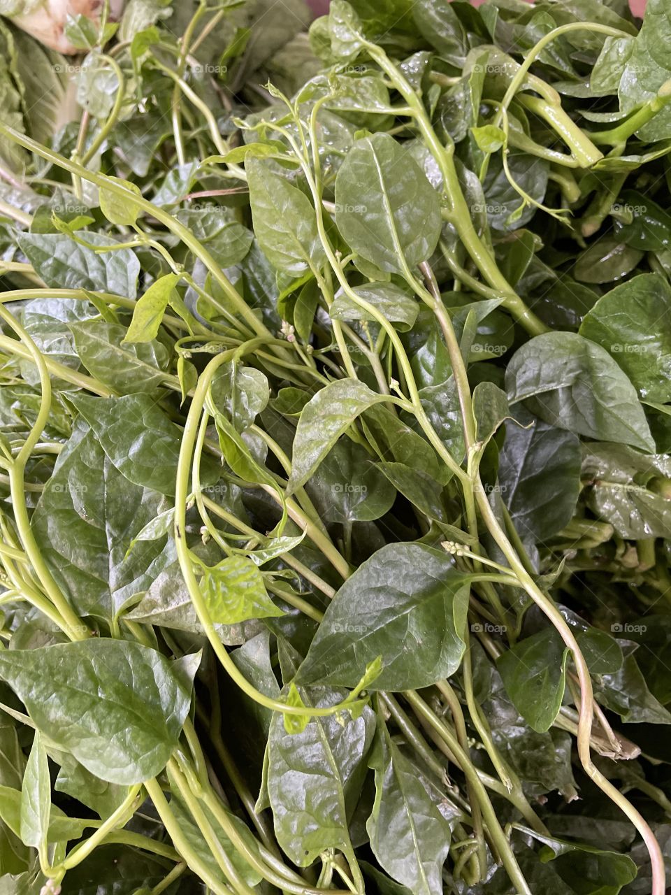 Malabar Spinach/ Alugbati