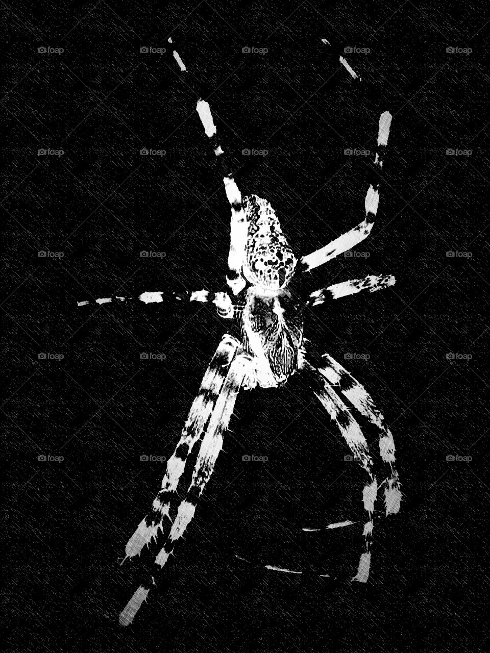 spider art