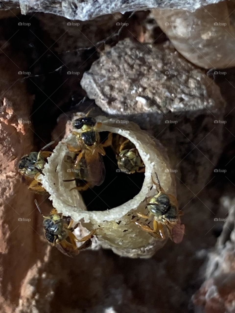 Abelha construíram sua colmeia numa parede inacabada. Para preservá-las a parede ficou sem o acabamento.