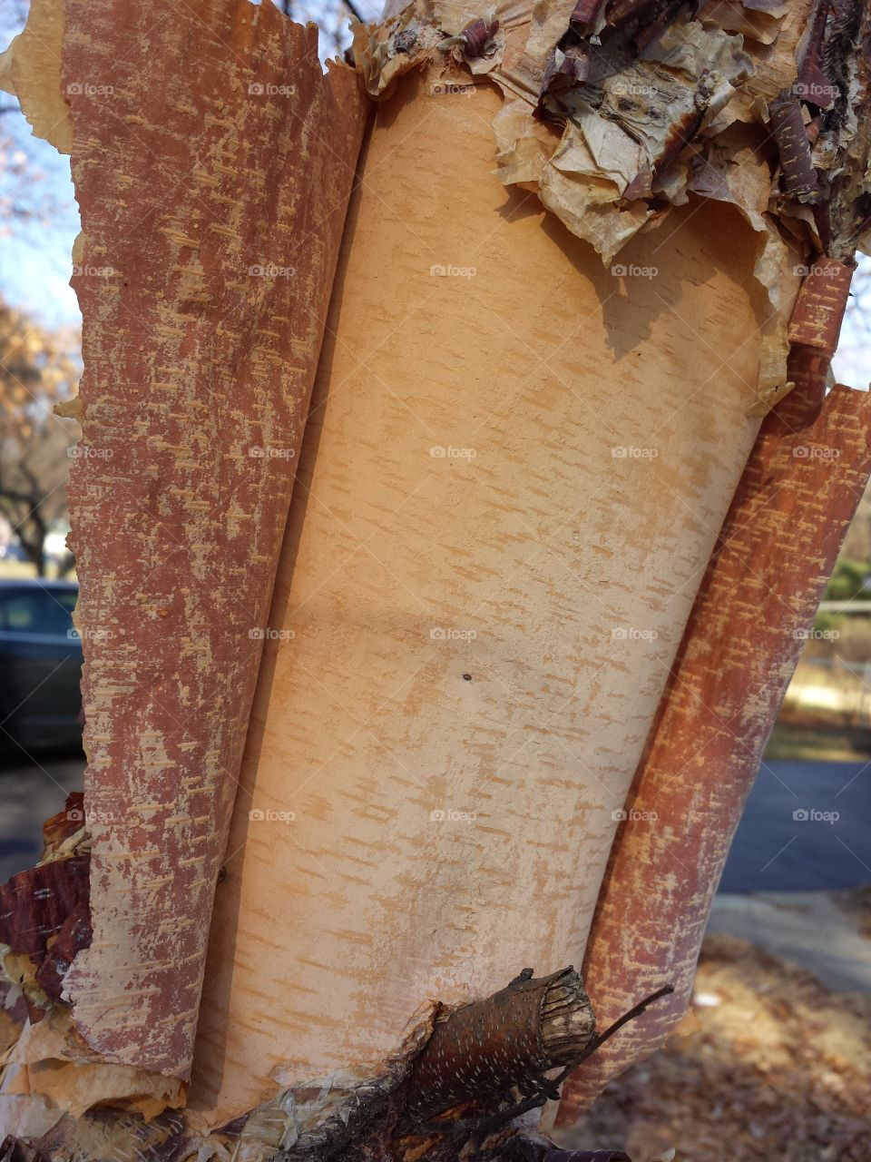 peeling birch bark