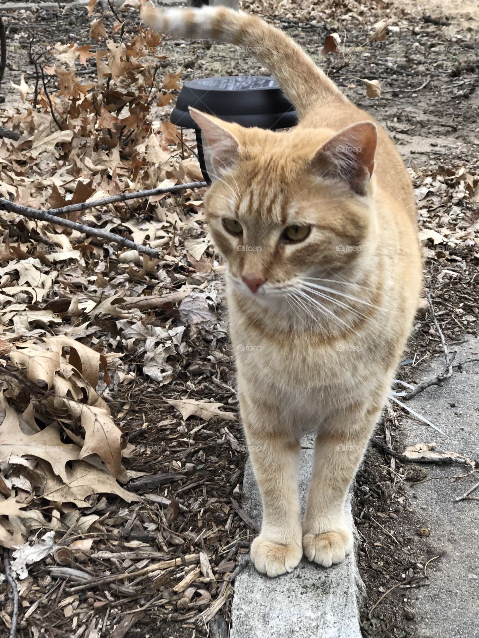 Cat in leaves