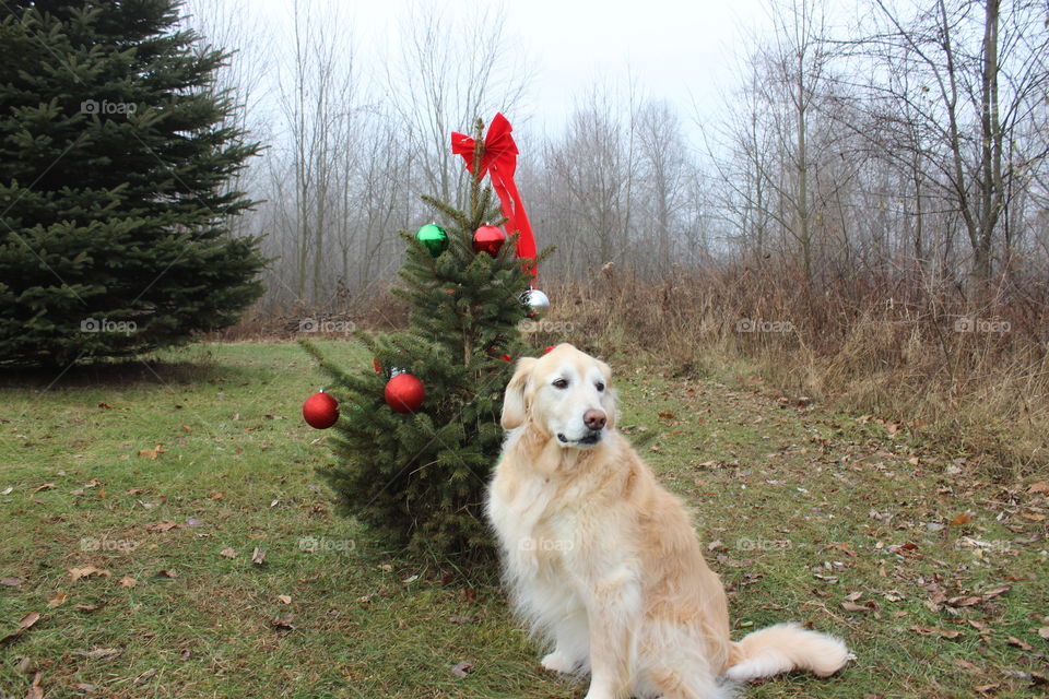 Kaci decorated her outdoor Christmas tree this year