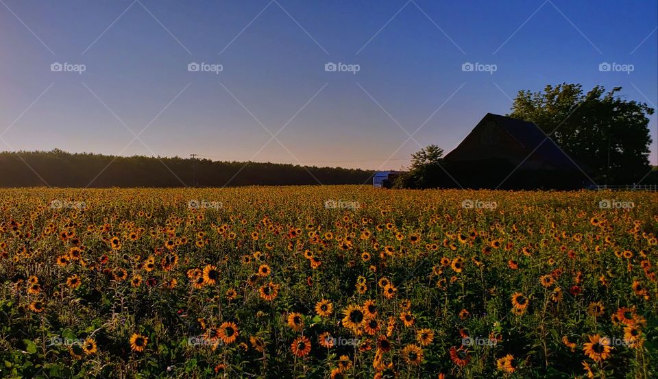 sunflower farm in the morning light