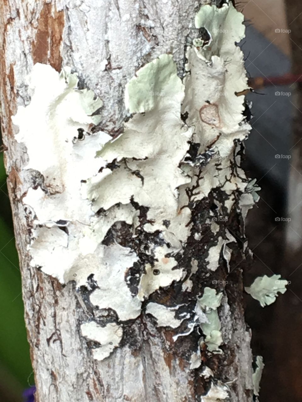 Lichen on tree branch 
