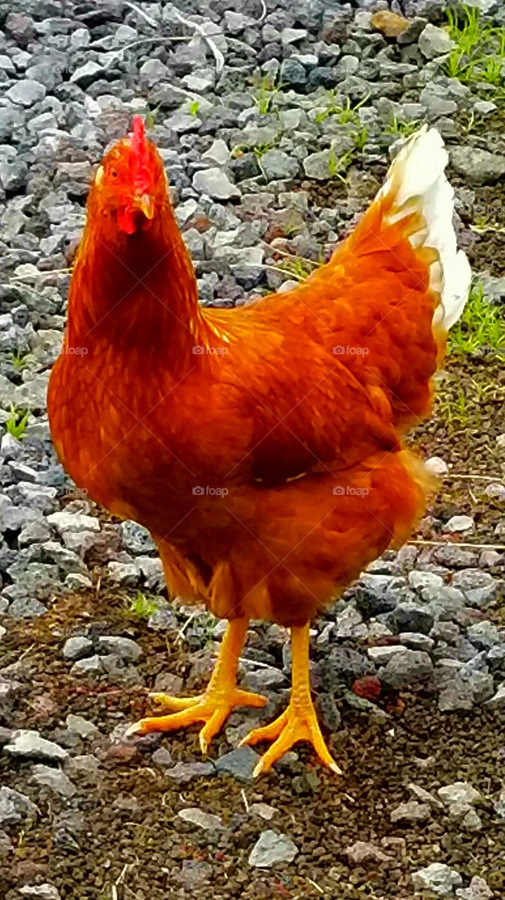 alarms clock  5 A.M every morning