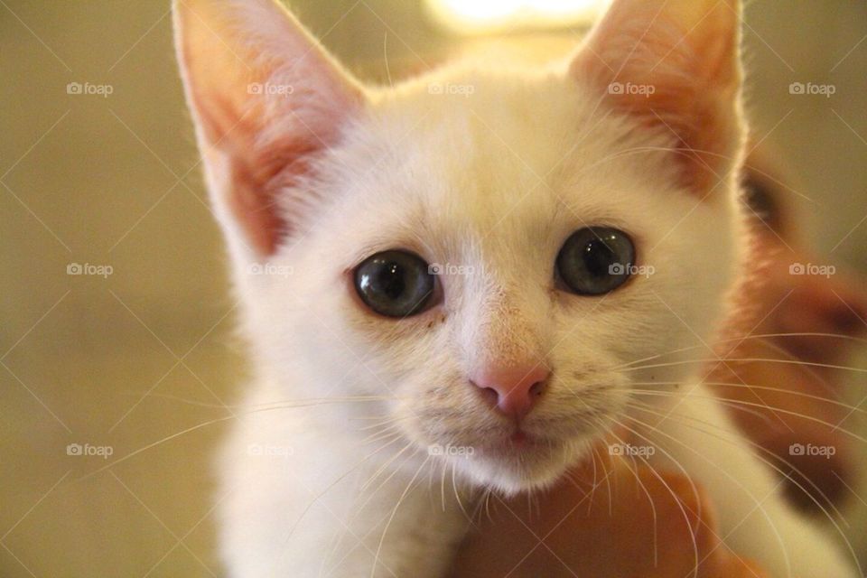 Blue-eyed Kitten
