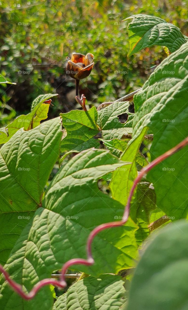 forest in the morning