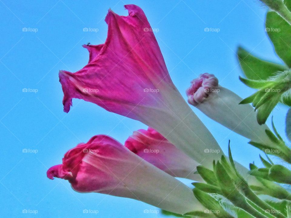 pink morning glory flower with blue sky background