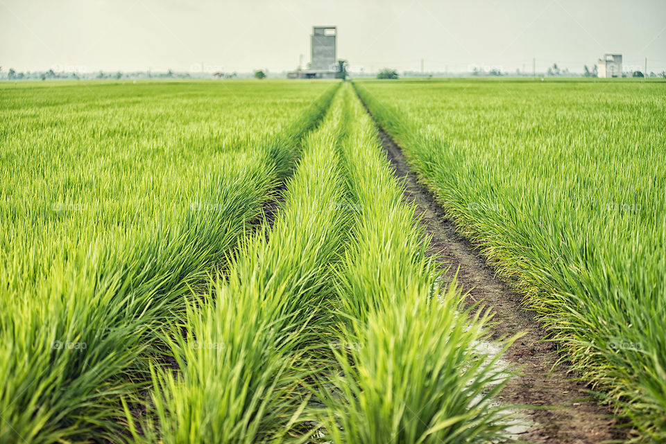 Scenic view of paddy field