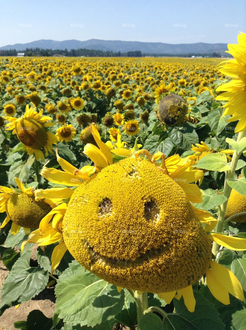 Sunflowers 🌻 