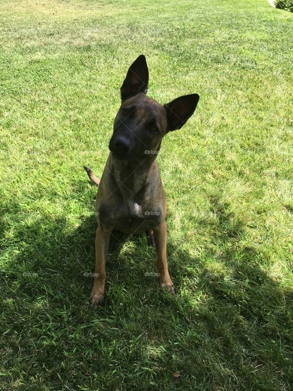 “Hello there!” said the curious baby Malinois. 