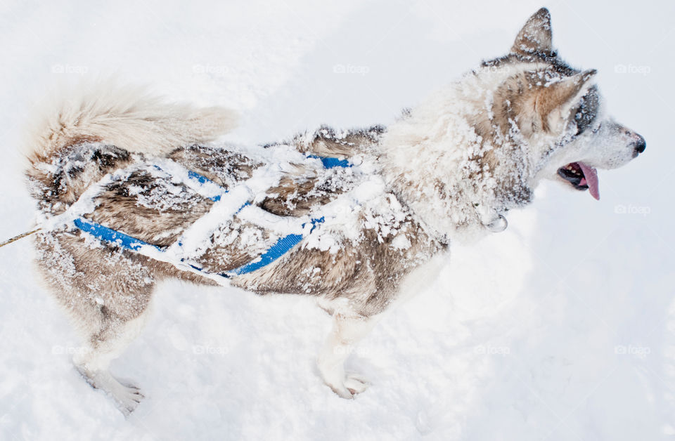 High angle view of husky dog