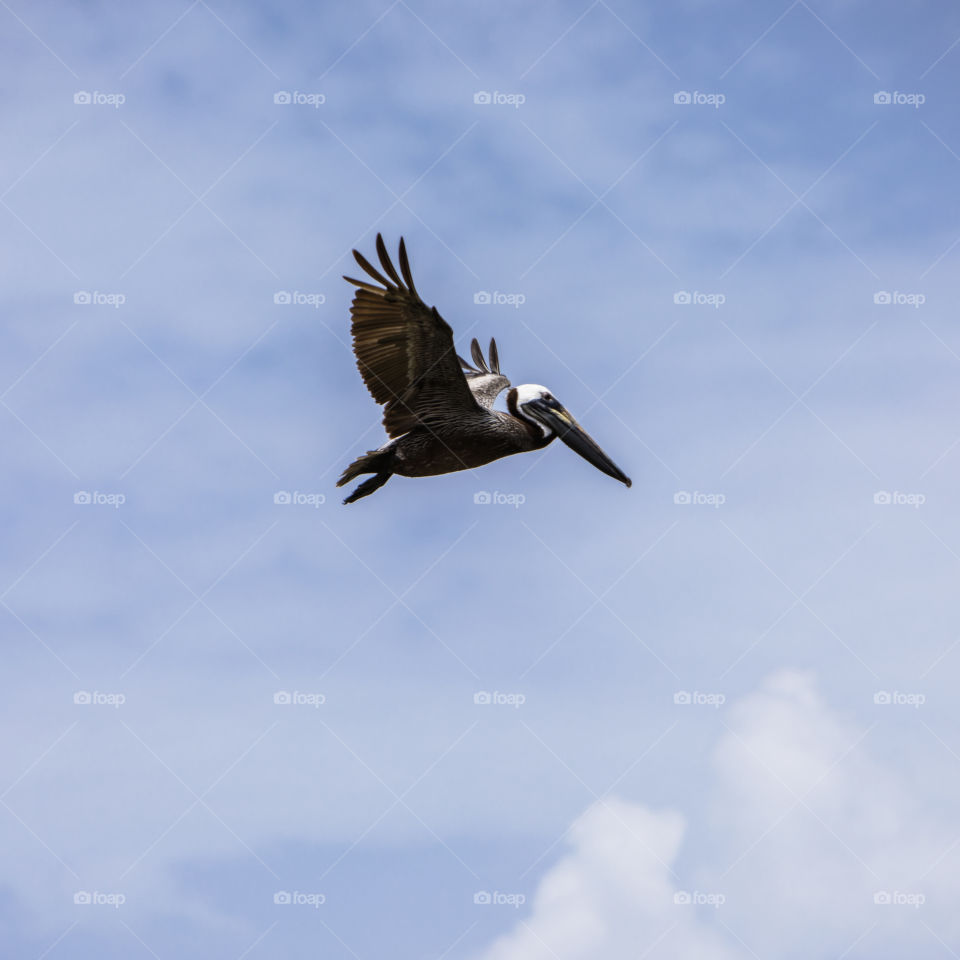 Flying Brown Pelican