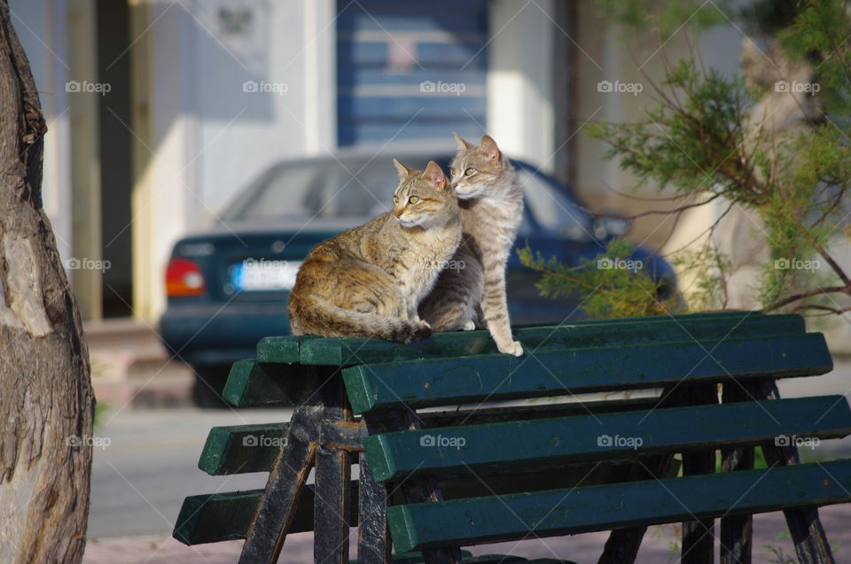 Two cats looking at the same thing