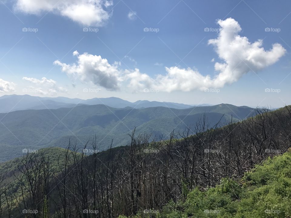 Forest fire aftermath