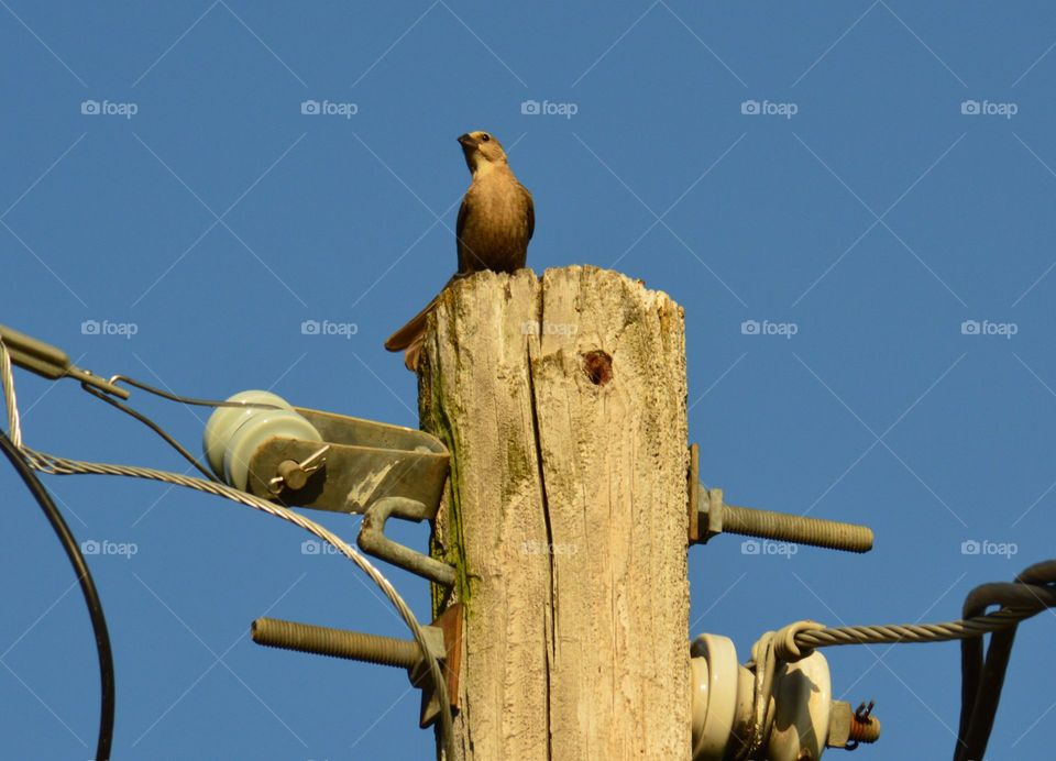 Bird on top of telephone pole. 